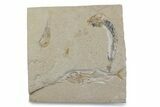 Cretaceous Shrimp and Fish Fossils - Lebanon #376355-1